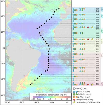 Abundance and composition of particles and their attached microbiomes along an Atlantic Meridional Transect